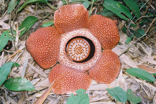 Image of Rafflesia keithii W. Meijer