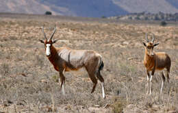 Image of Blesbok