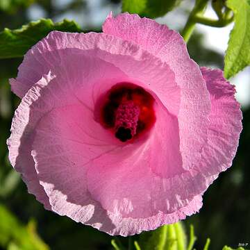 Image of lindenleaf rosemallow