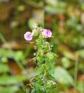 Image of Lousewort