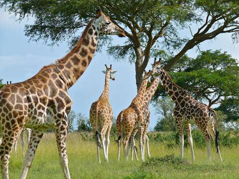 Image of Nubian Giraffe