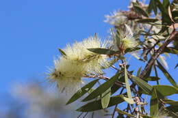 Image of Melaleuca nervosa (Lindley) Cheel