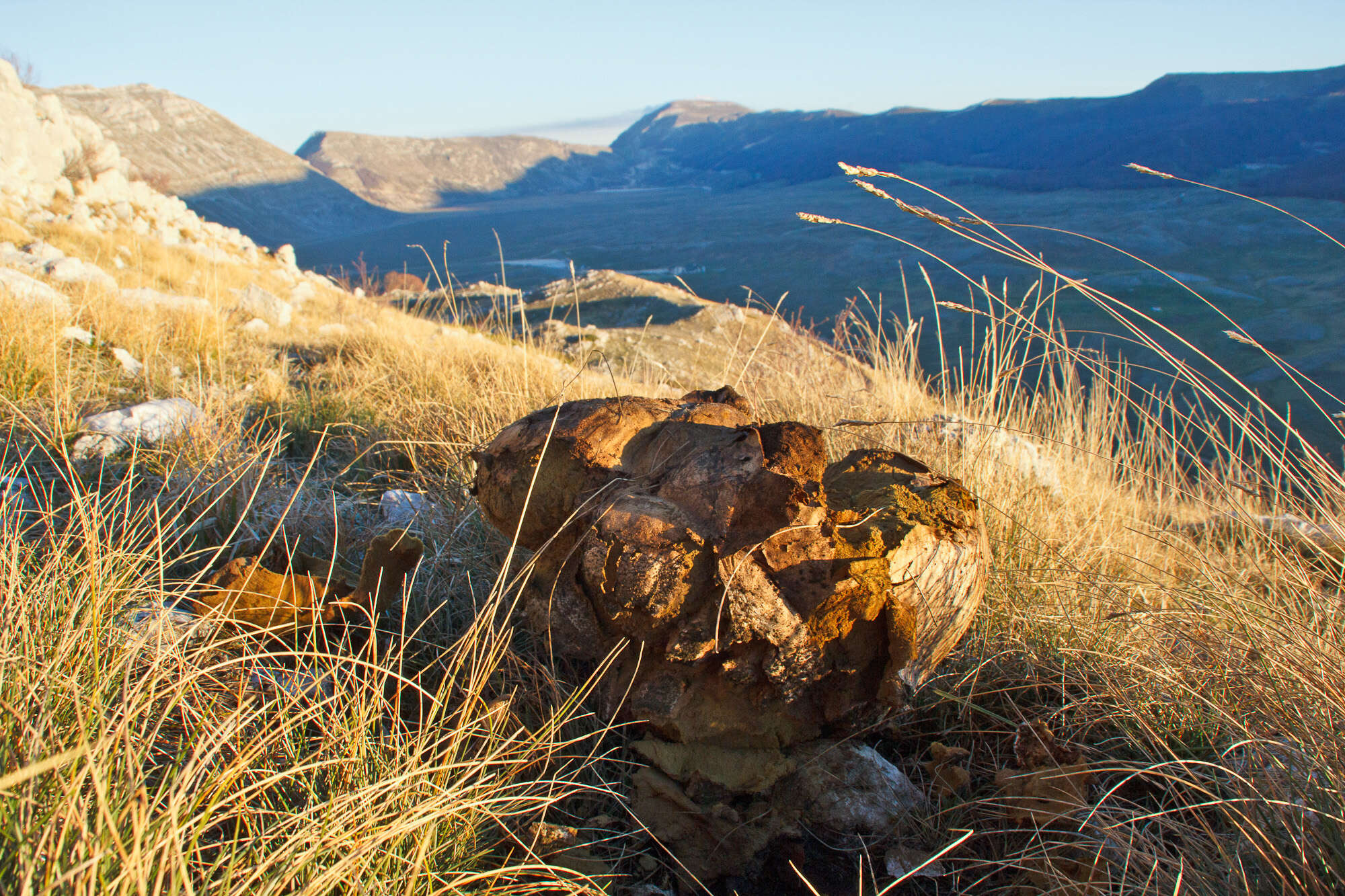 Image of Calvatia