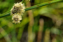 Image of Cyperaceae