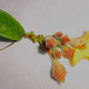 Image of Mandevilla scabra (Hoffm. ex Roem. & Schult.) Schum.