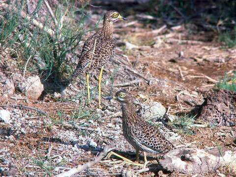 Image of Cape Thick-knee