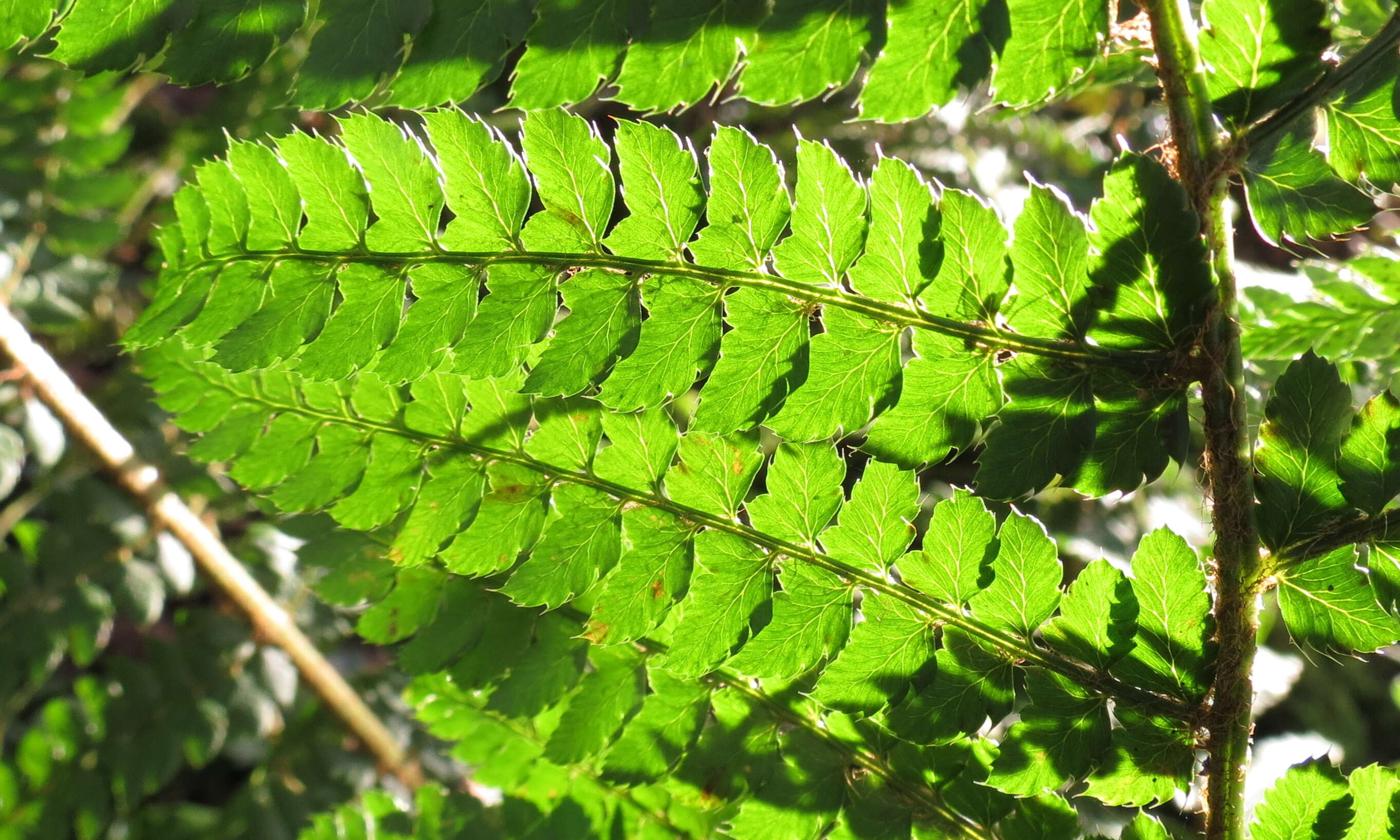 Image de polystic à soies