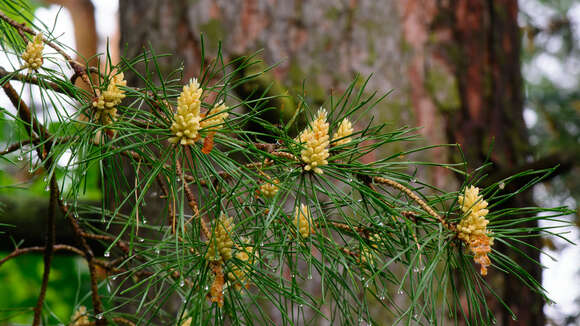 Image of Scotch Pine