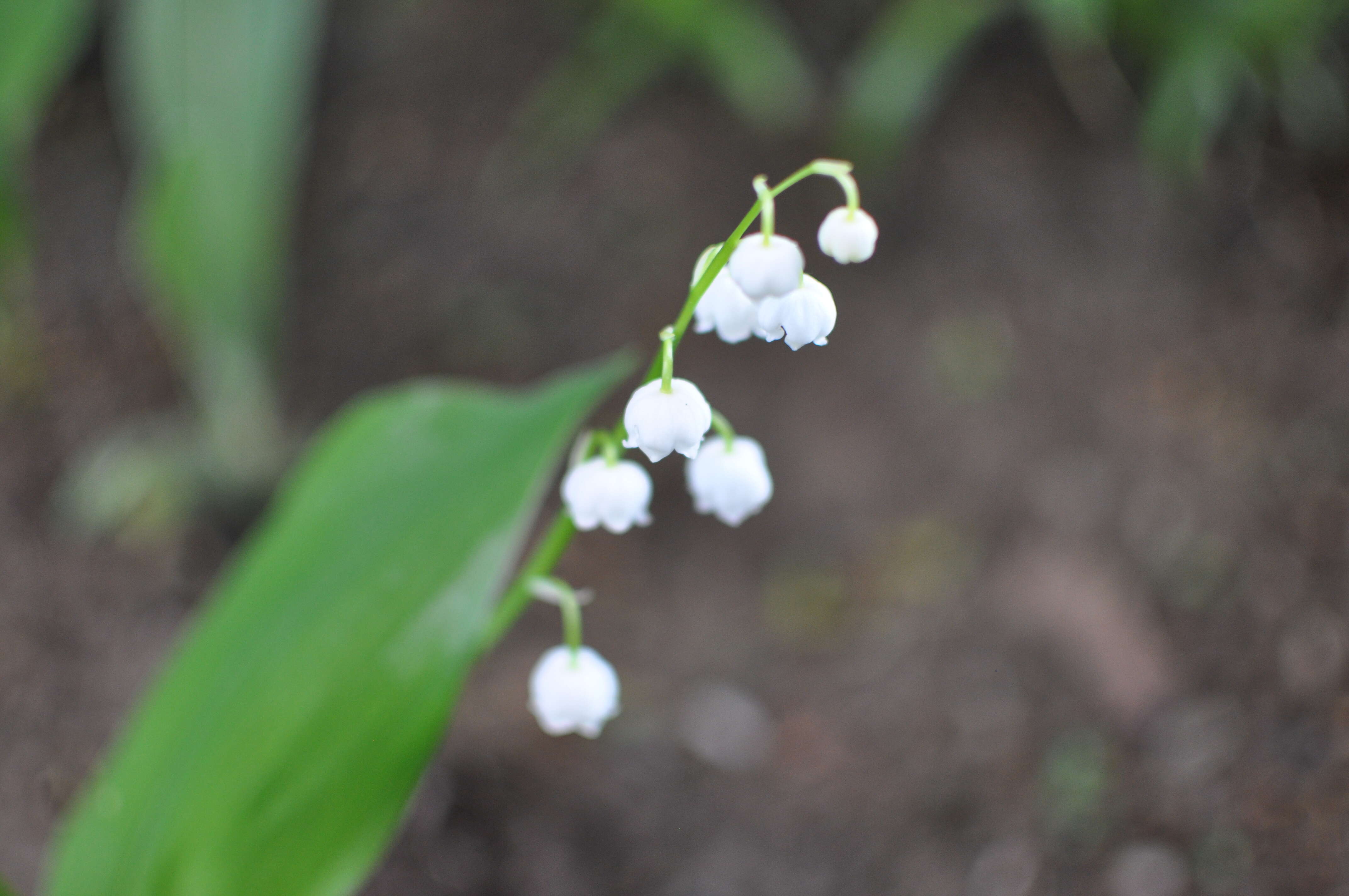 Convallaria resmi