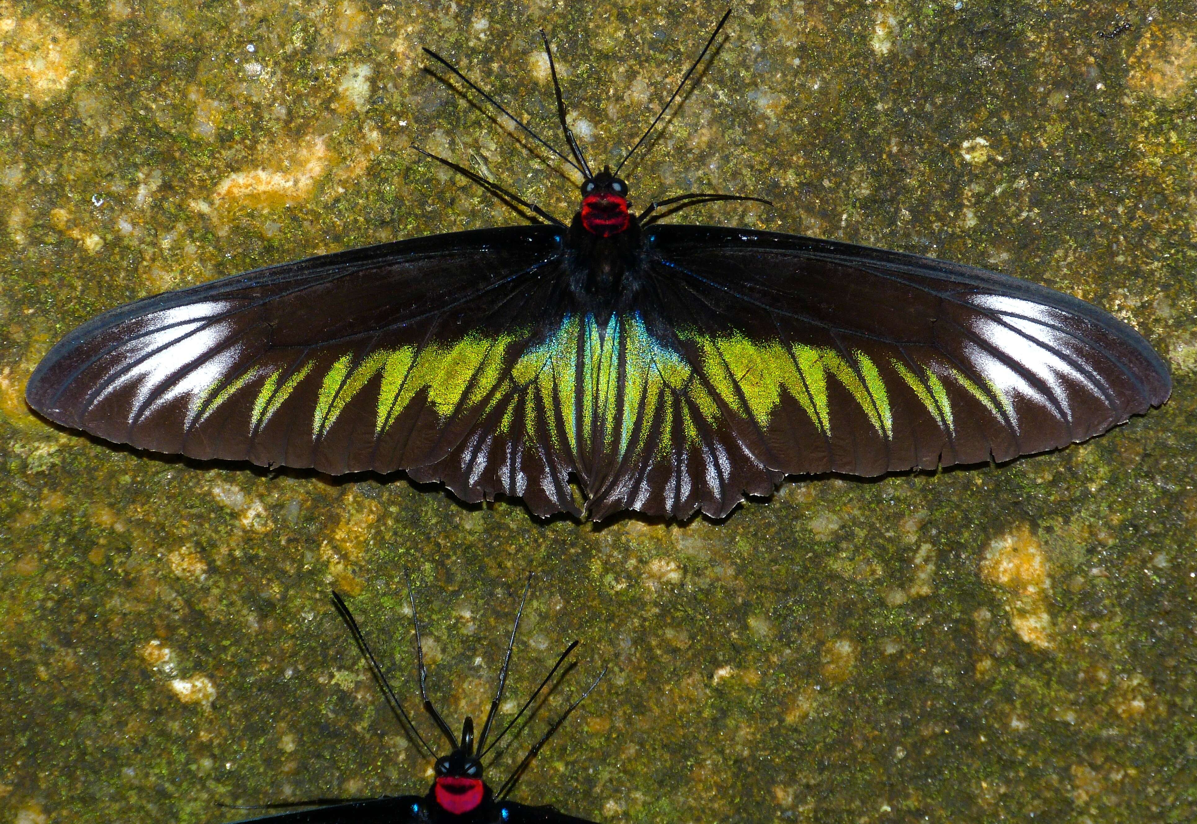 Sivun Papilioninae kuva