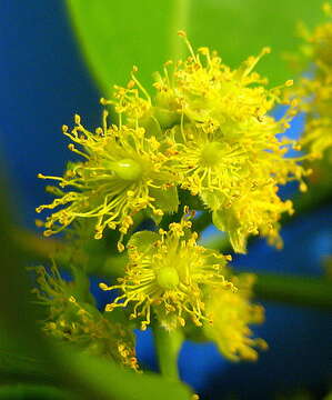 Image of Banara parviflora (A. Gray) Benth.