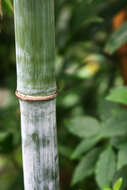 Image of bamboo