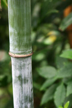 Image of bamboo