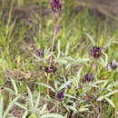 Sivun Trifolium longipes subsp. atrorubens (Greene) J. M. Gillett kuva