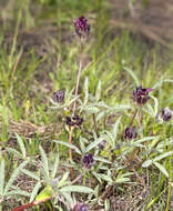 Plancia ëd Trifolium longipes subsp. atrorubens (Greene) J. M. Gillett