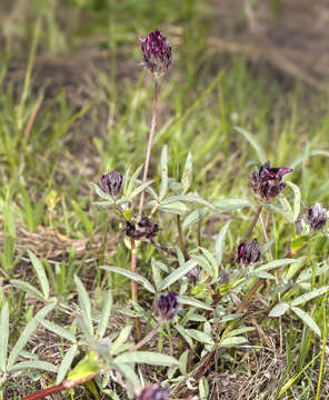 Sivun Trifolium longipes Torr. & A. Gray kuva
