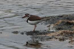 Image of African Three-banded Plover