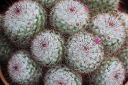 Image of Mammillaria bombycina Quehl