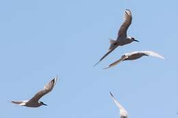 Image of Sandwich Tern