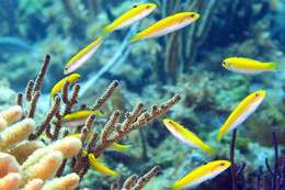 Image of Wrasses