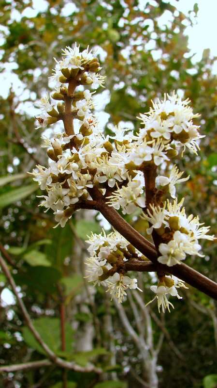 Image of Miconia albicans (Sw.) Steud.