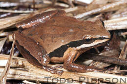 Image of Chorus Frogs