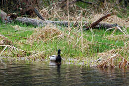 Image of Common Mallard