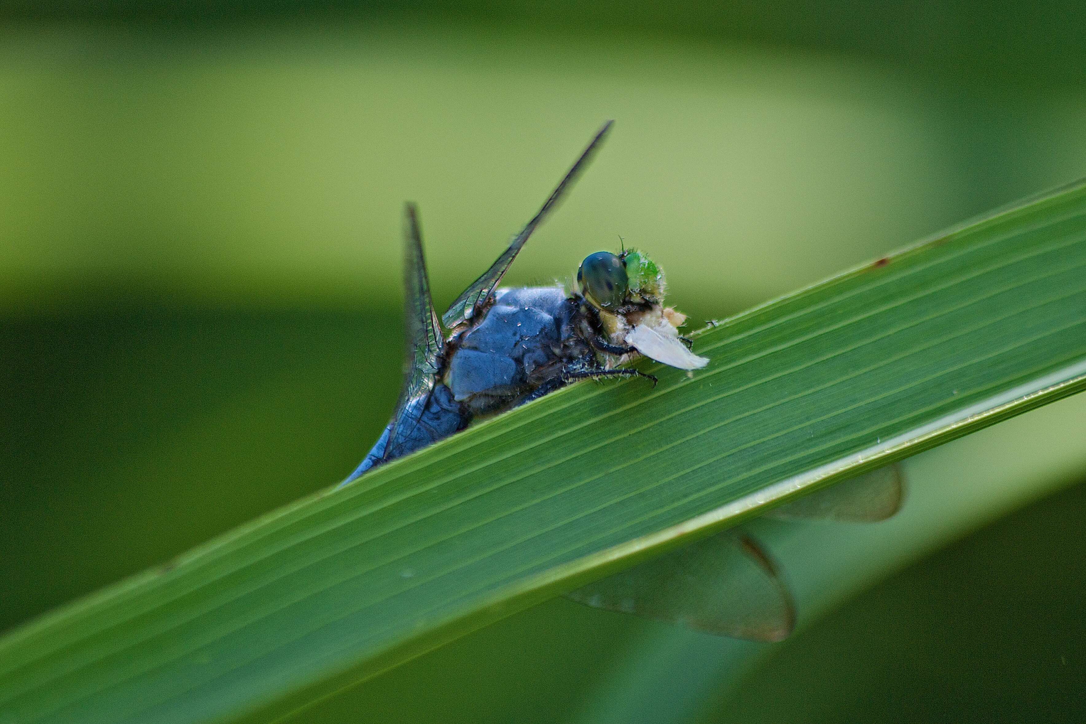 Imagem de Erythemis simplicicollis (Say 1840)