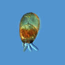 Image of Netzelia oviformis