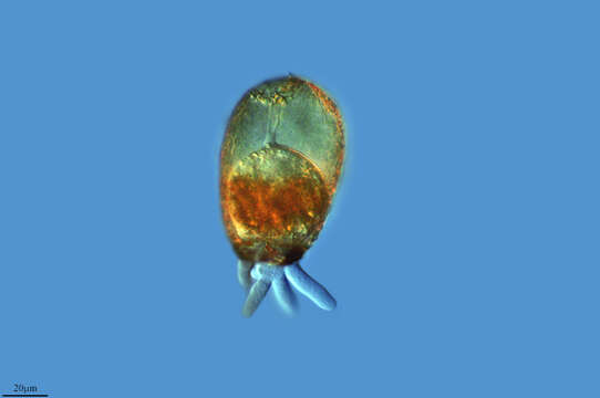 Image of Netzelia oviformis