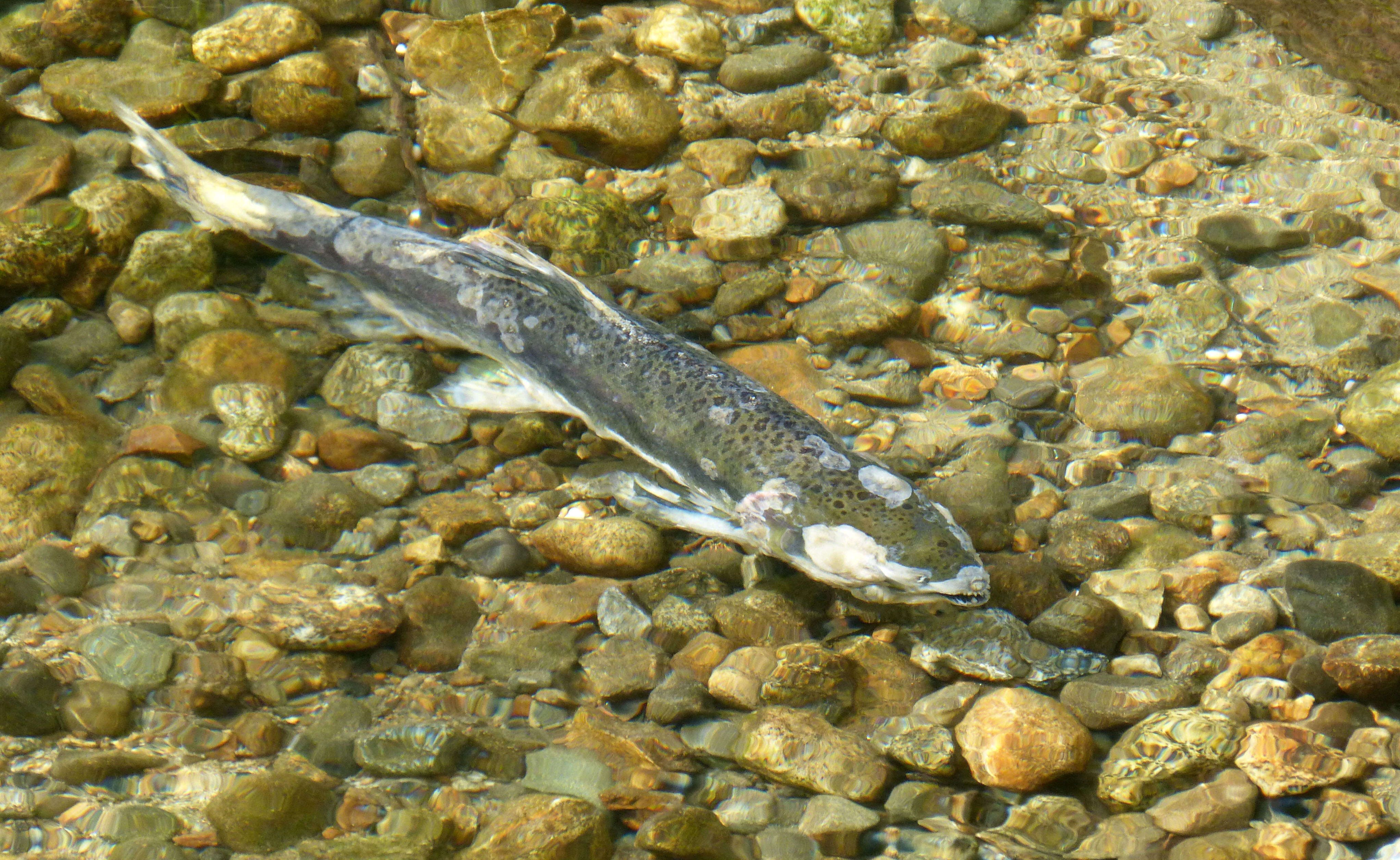 Image of Chinook Salmon