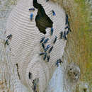 Image of marimbondo-tatu (wasp)