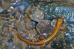 Image of Longtail Salamander