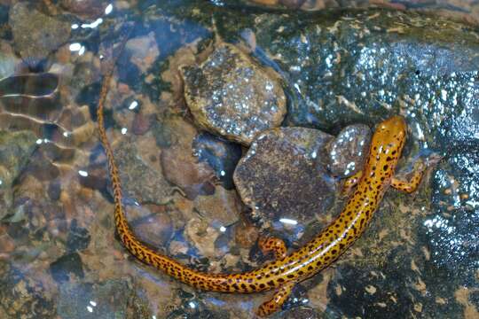 Image of Brook salamander