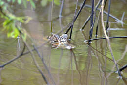 Image of Common Caiman