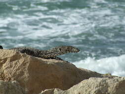 Image of monitor lizards