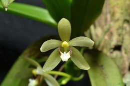 Image de Brachypeza pallida (Blume) Kocyan & Schuit.