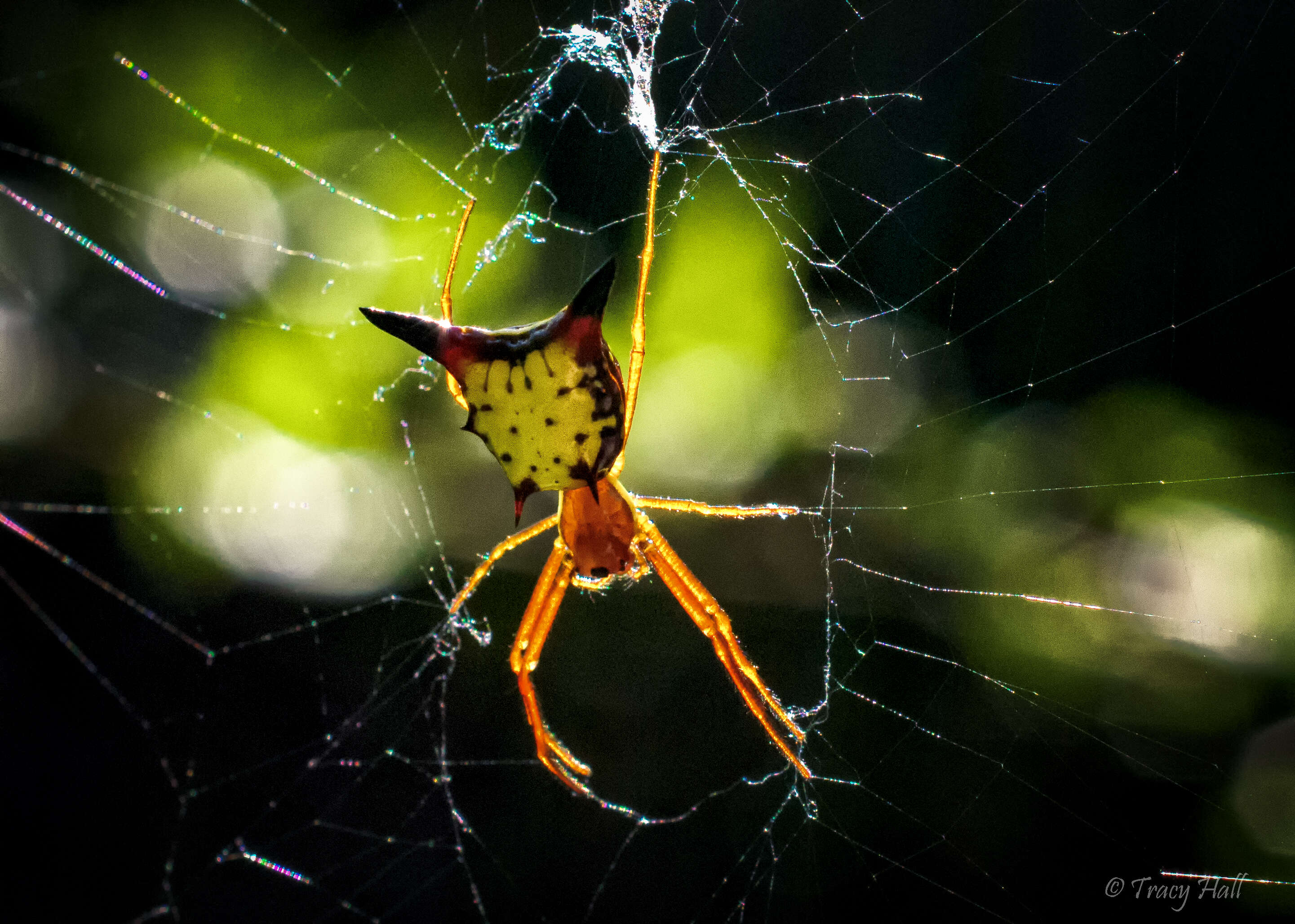 Image of Micrathena sagitta