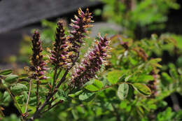 Image of California Indigobush