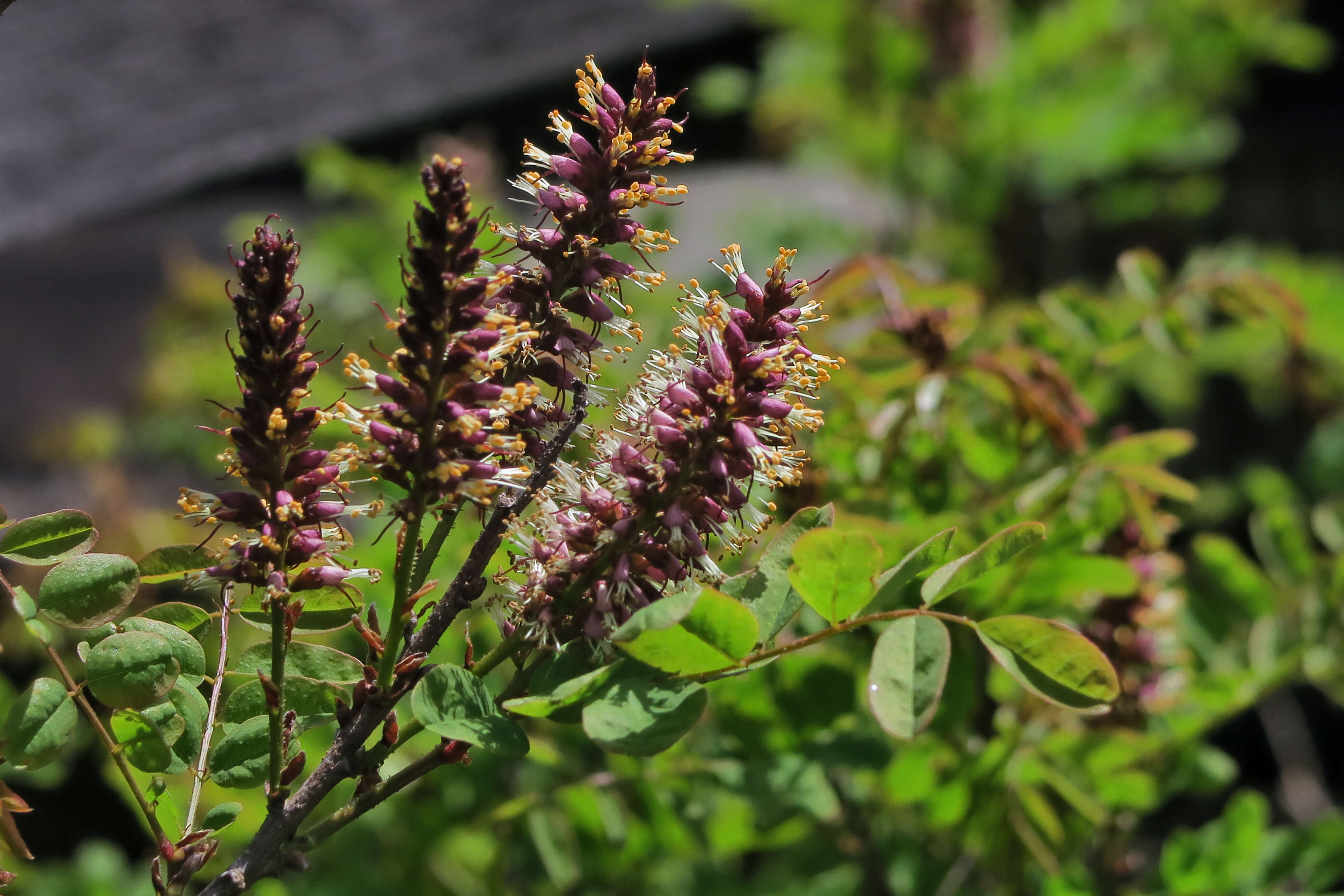 Image of California Indigobush