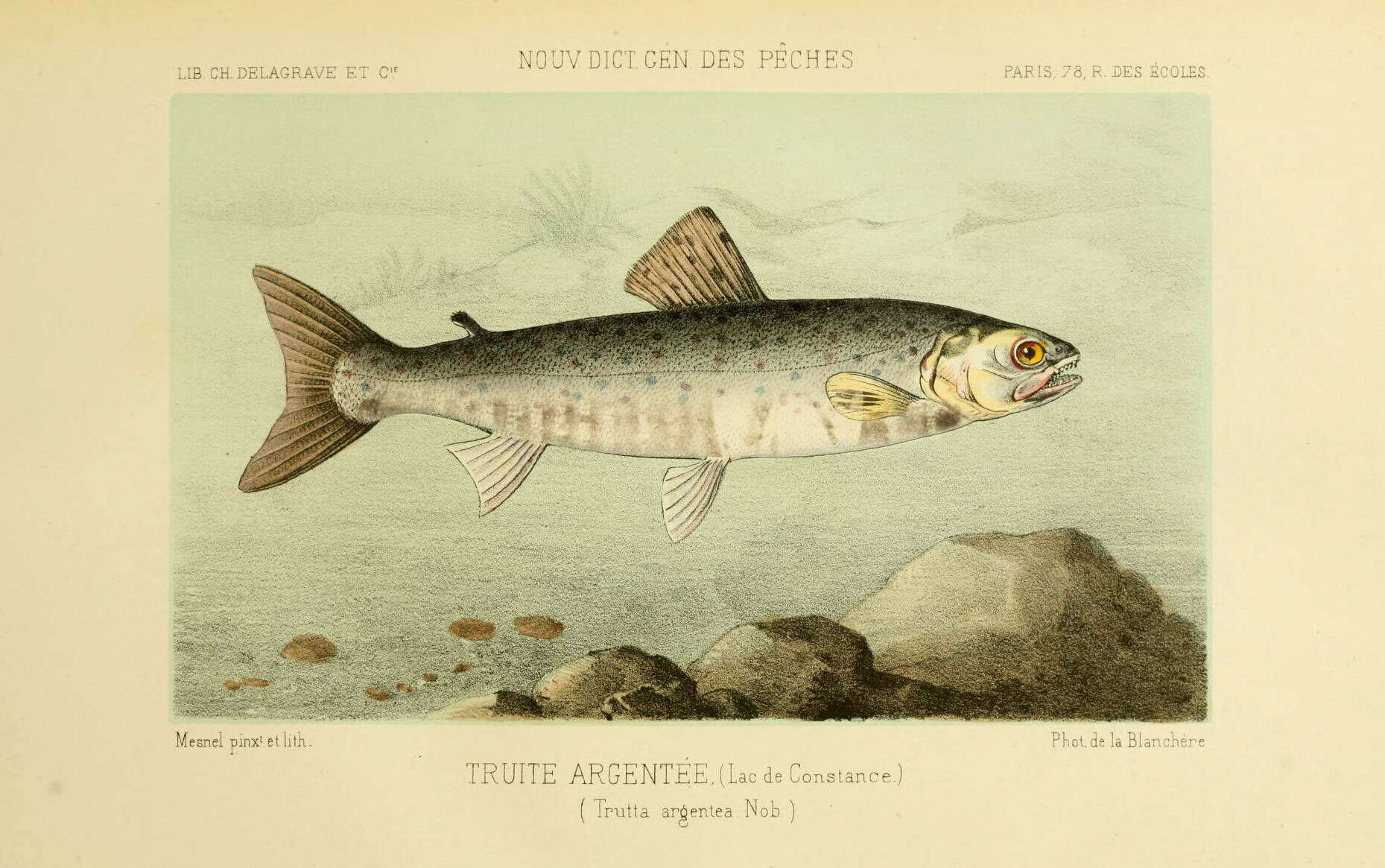 Image of Salmo trutta lacustris