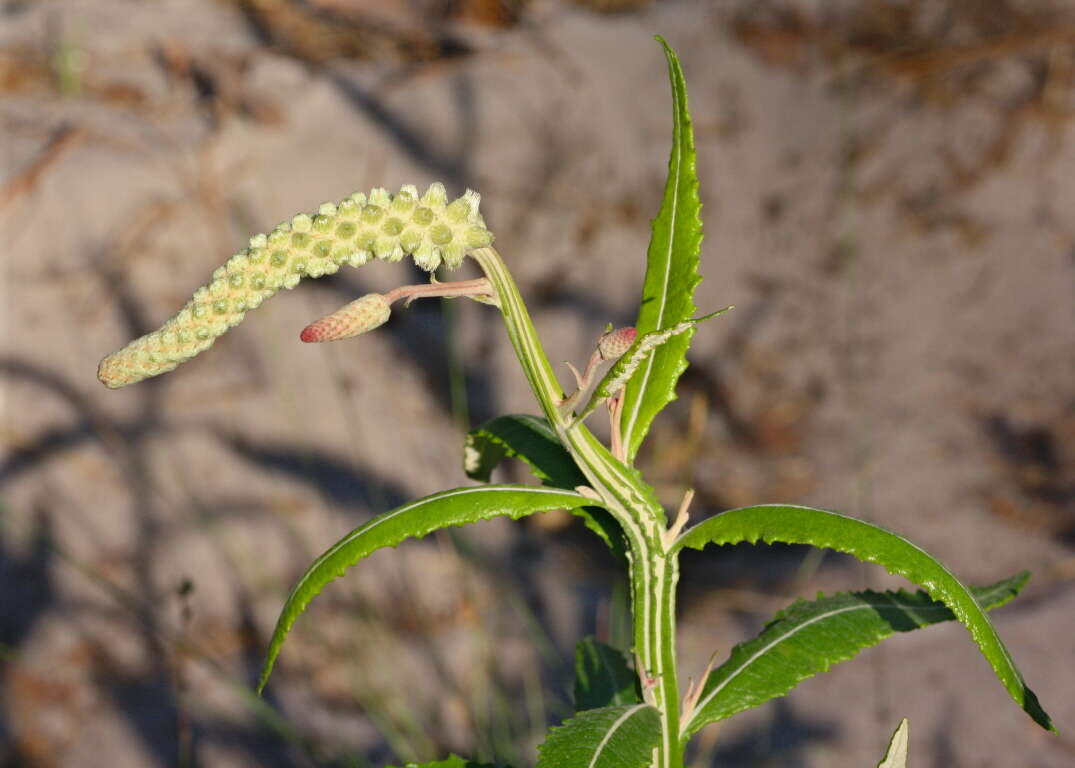 Image de Pterocaulon