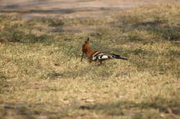 Image of hoopoes