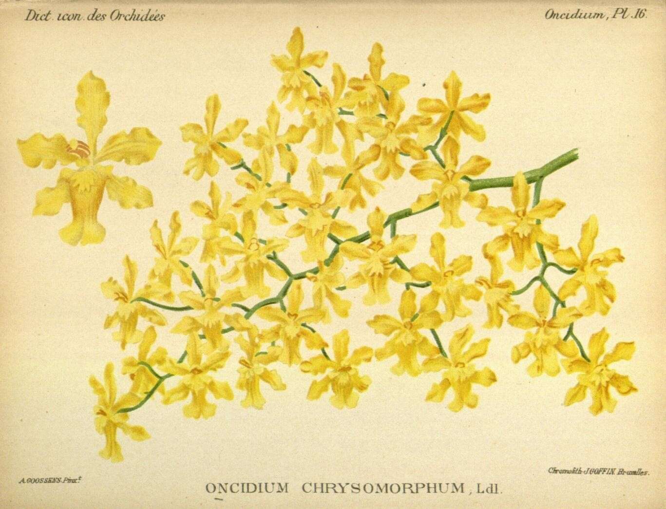 Image of Oncidium chrysomorphum Lindl.