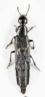 Image of Philonthus (Philonthus) cognatus Stephens 1832