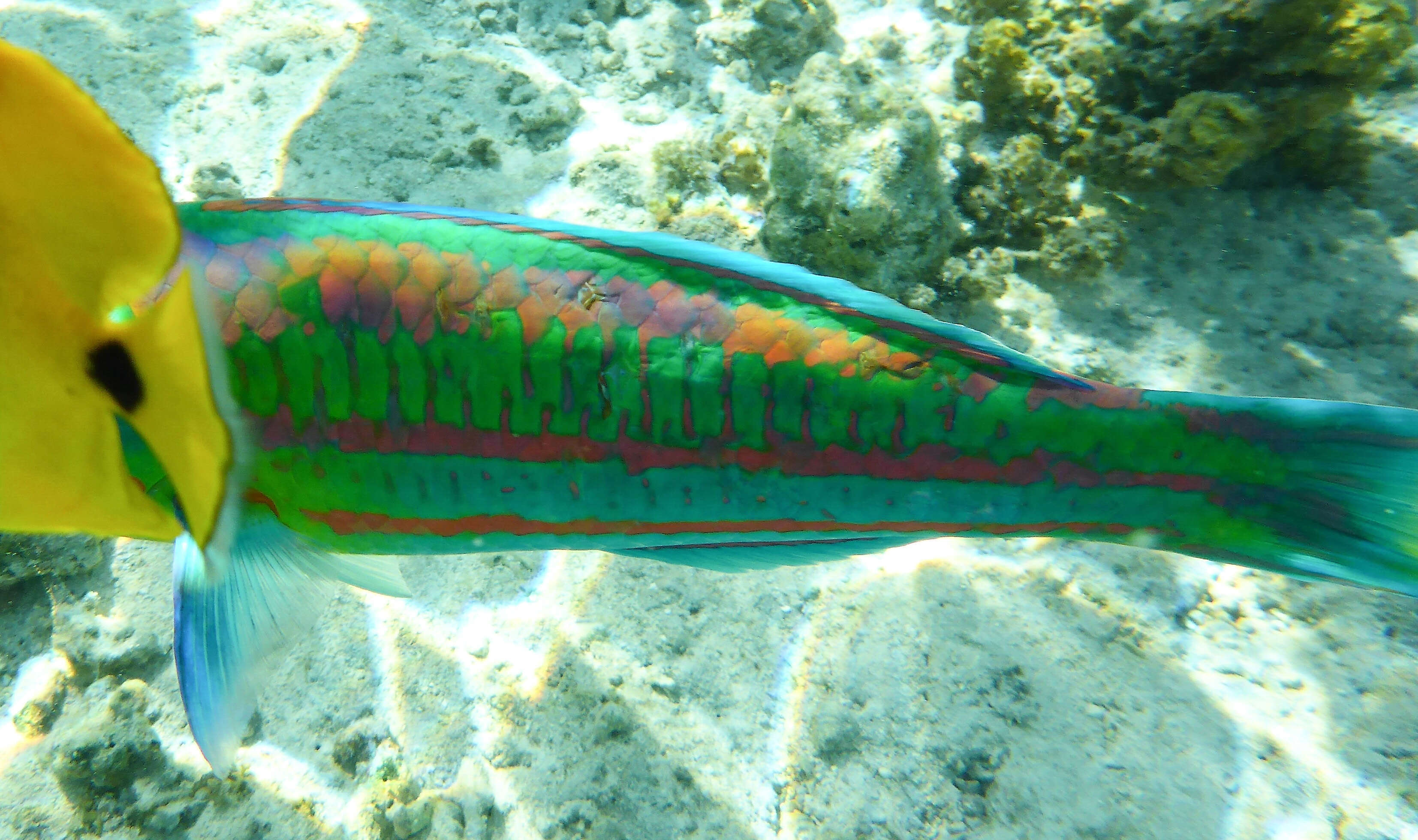 Image of Parrotfish