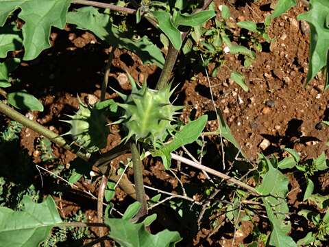 Image de Datura