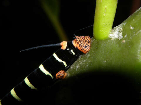 Image de Plumeria rubra L.