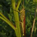 Image of Obscure Bird Grasshopper