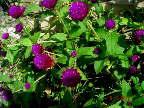 Image of globe amaranth